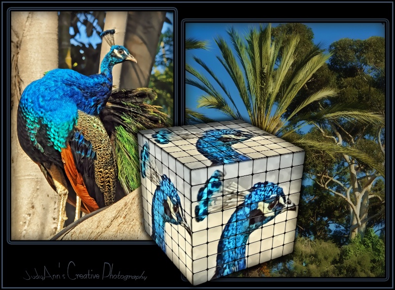 Peacock