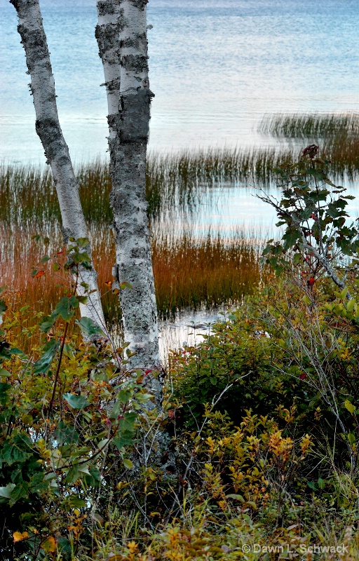 Pond Color 