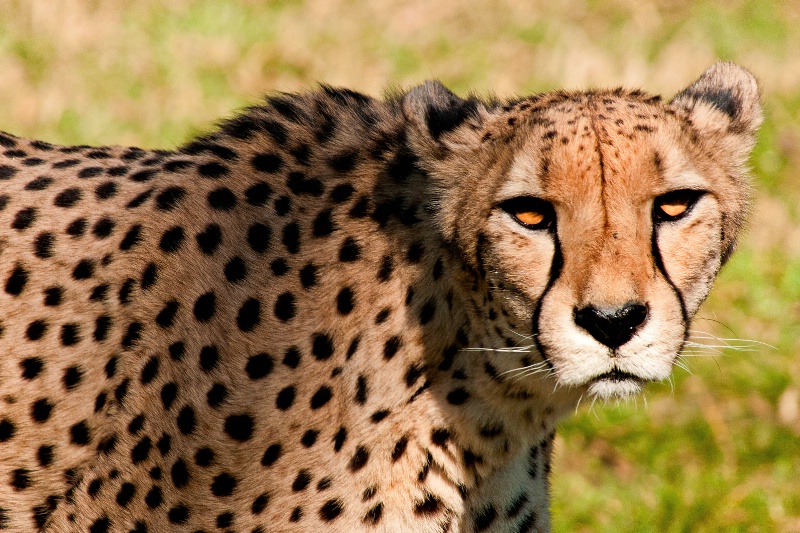 Cheetah Stare