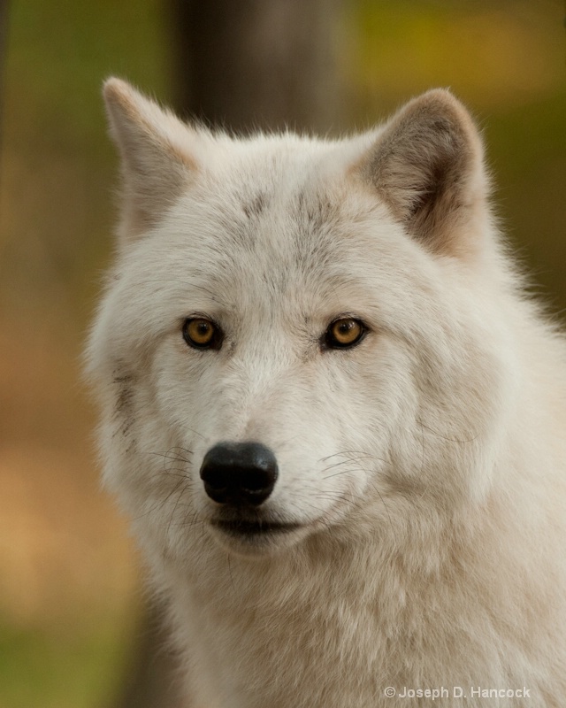 d700 10695 - Artic Wolf 1