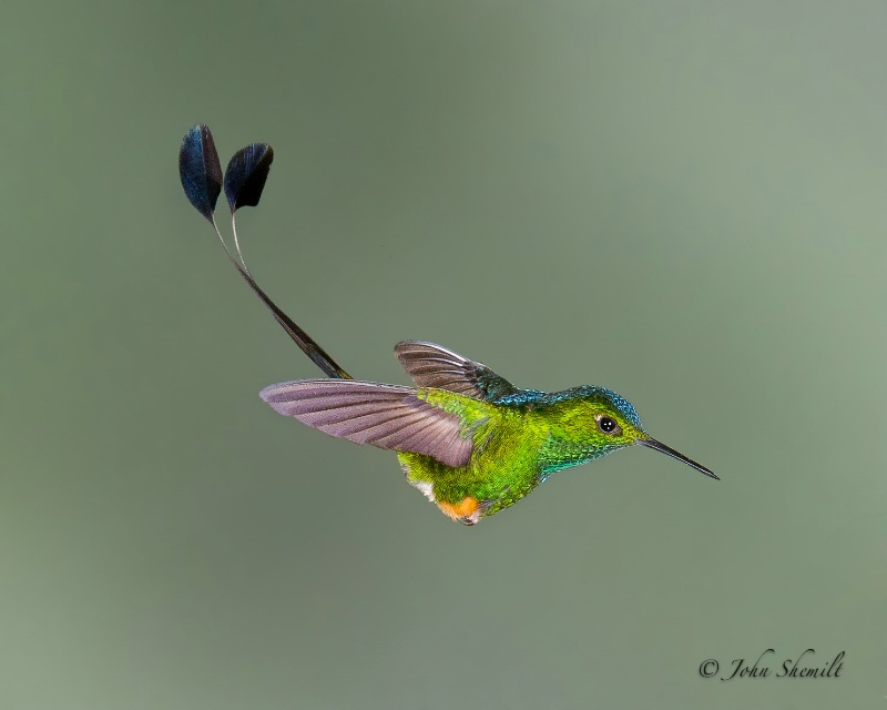 Booted Racket-tail - Feb 28th, 2012