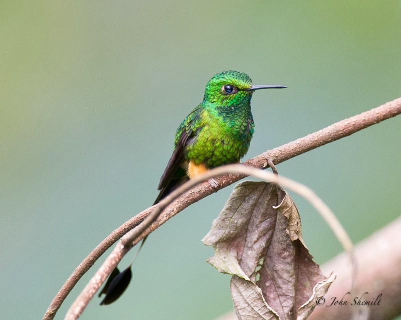 Booted Racket-tail - Feb 27th, 2012