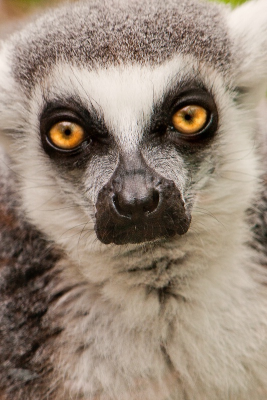 Lemur at National Zoo