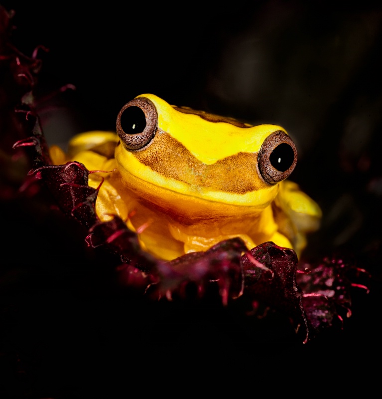 Yellow tree frog watching from magenta foliage