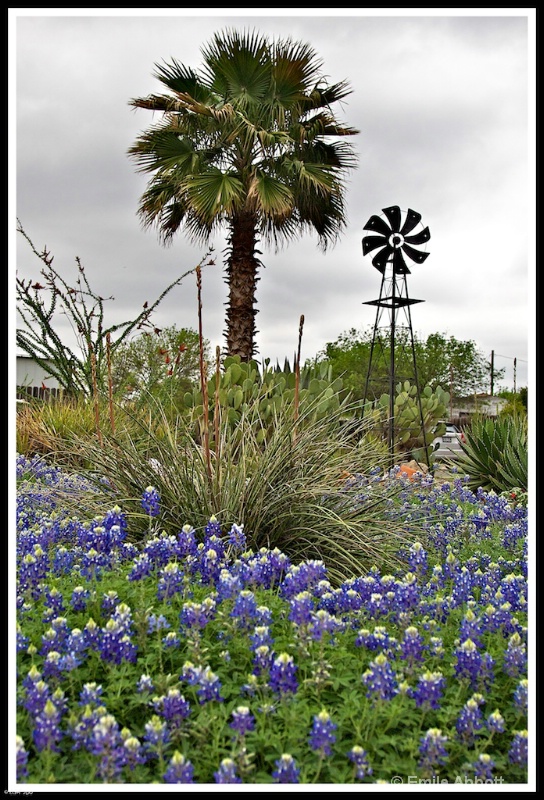 Windmill, Palm Tree and Blue Bonnets