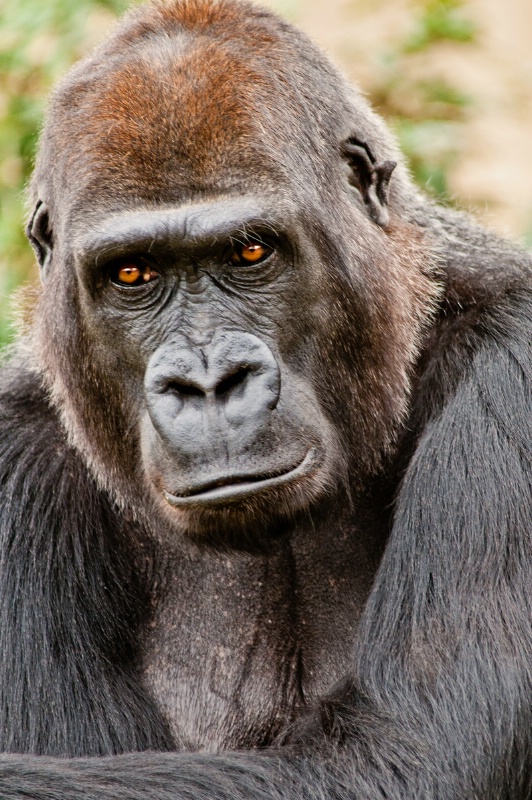 Gorilla Look