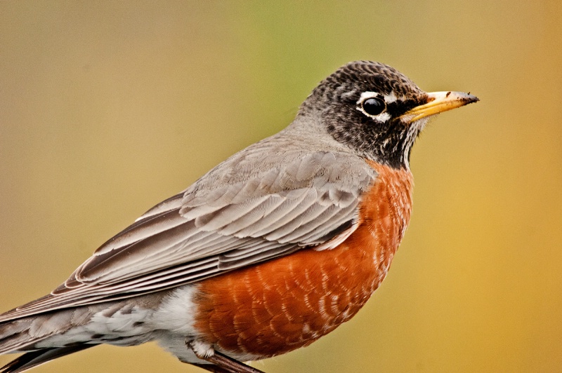 Spring Robin