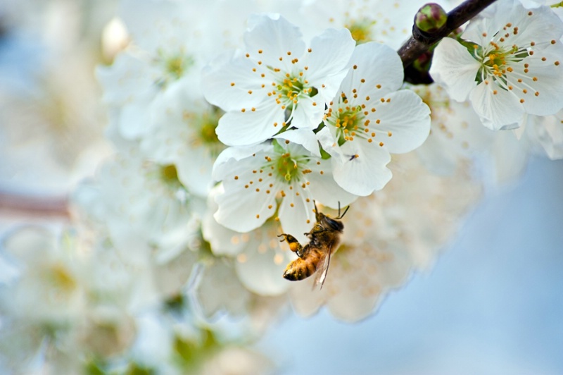 A Pollinator