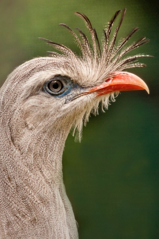 Red-Legged Seriema