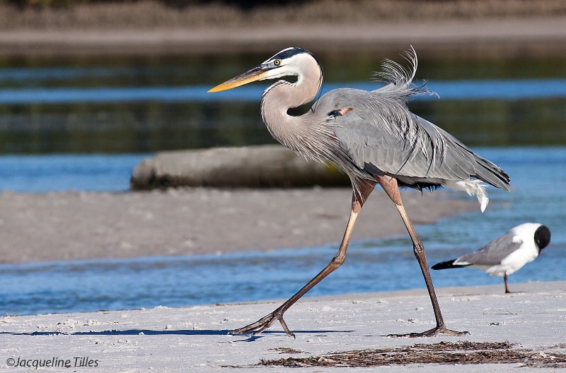 A Stroll on the Beach