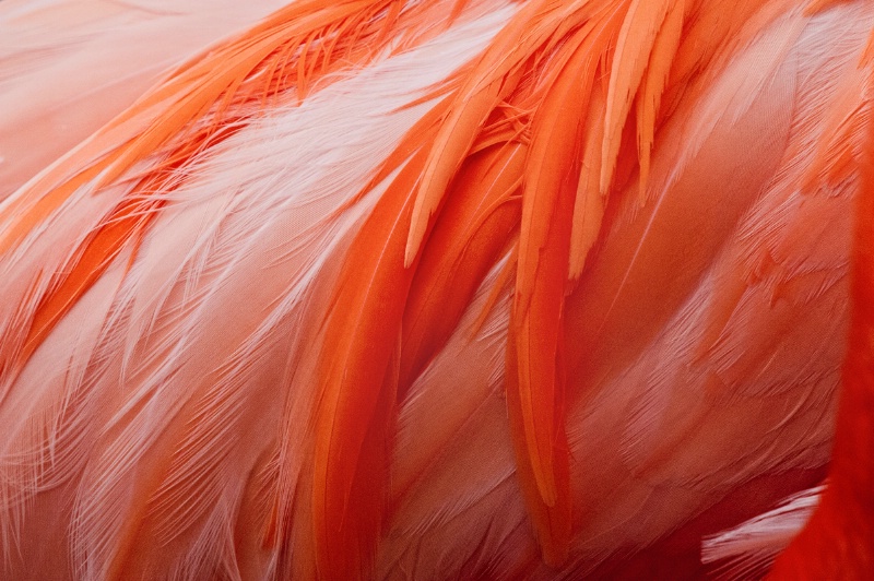 Flamingo Feathers