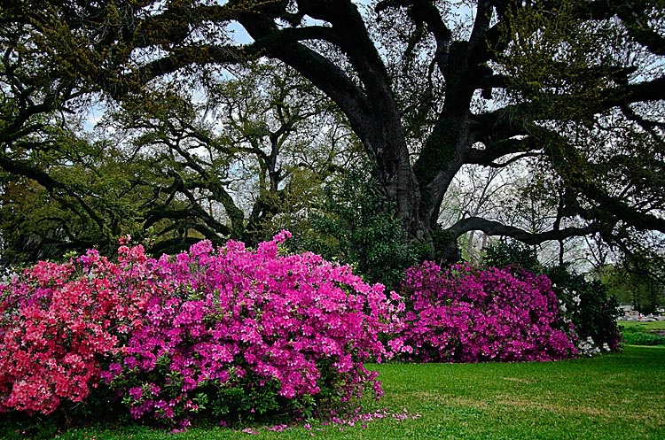 Azaleas Under the Oaks