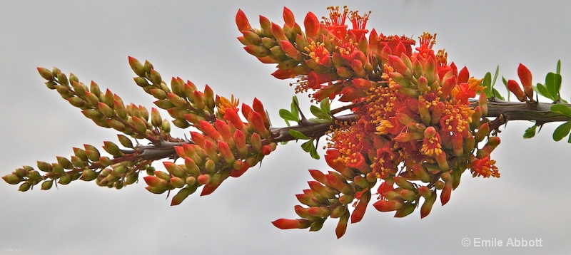 Ocotillo Bloom