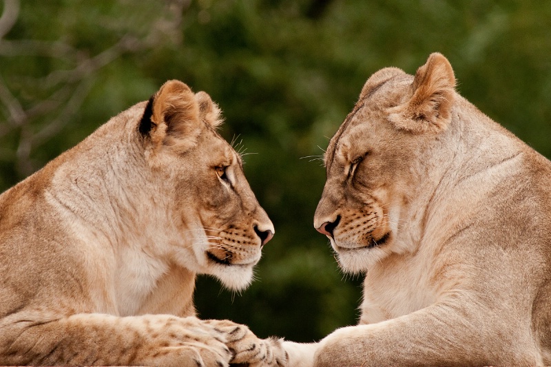 Face to Face