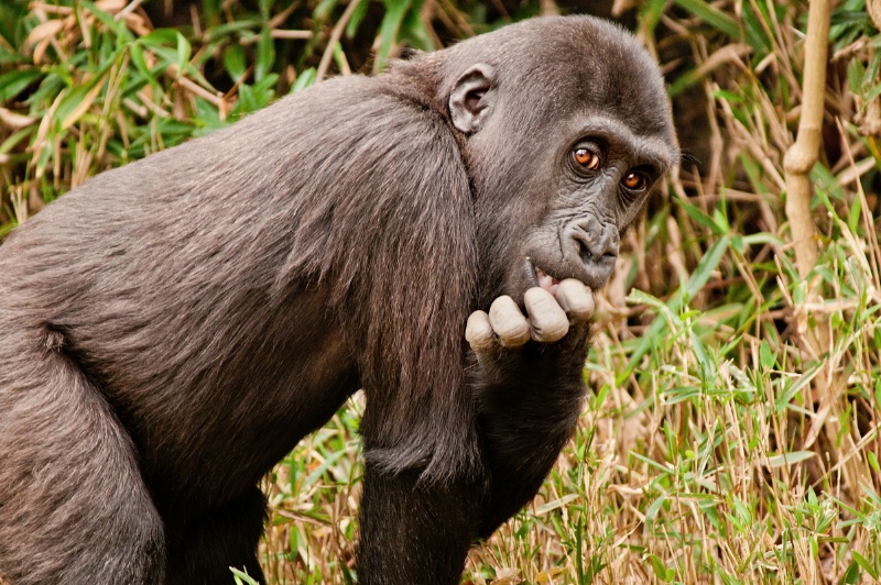 Gorilla Baby