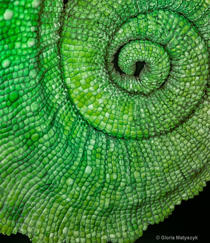 Curled tail of a chameleon - close up