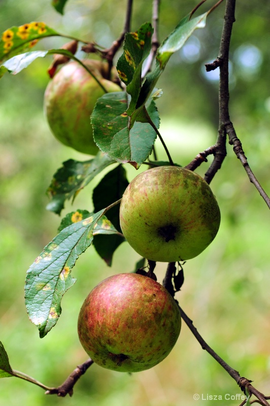 Ripe