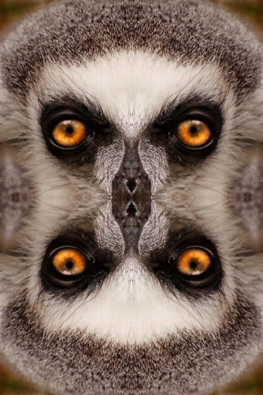 Kaleidoscope Lemur
