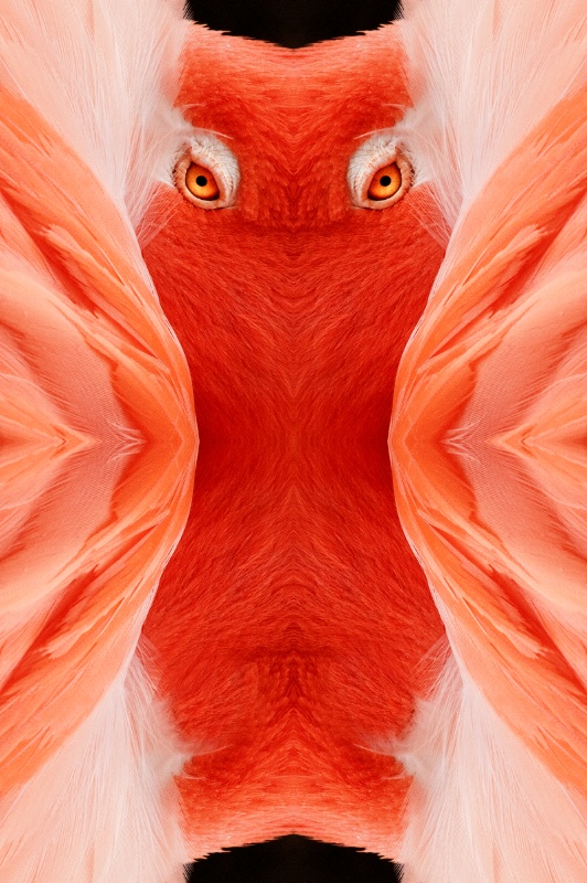 Vert Flamingo-- Kaleidoscope