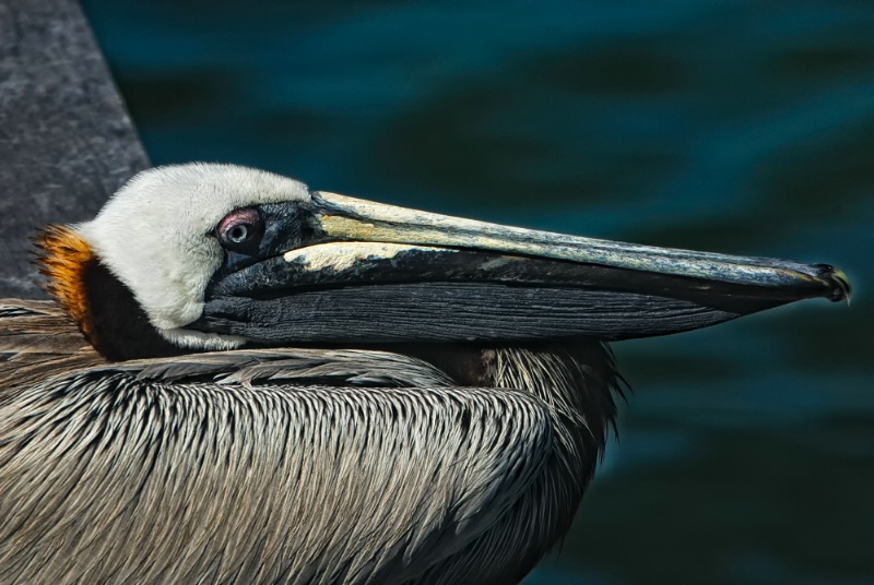 Resting pelican - Florida
