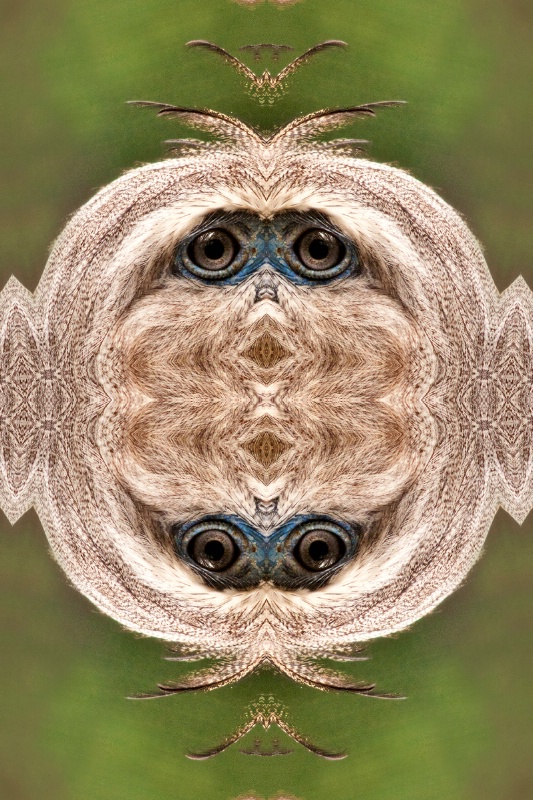Red-Legged Seriema--Kaleidoscope