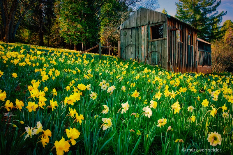 Daffodil hill # 2