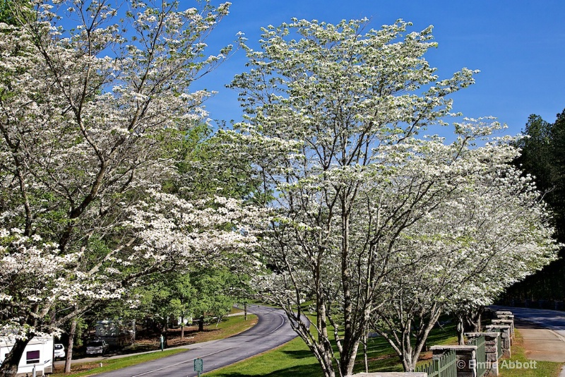 Stone Mountain Campground Dogwoods in bloom