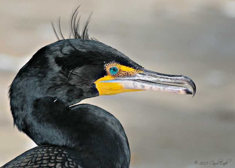 Double-Crested Cormorant