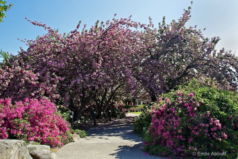 Spring at Stone Mountain