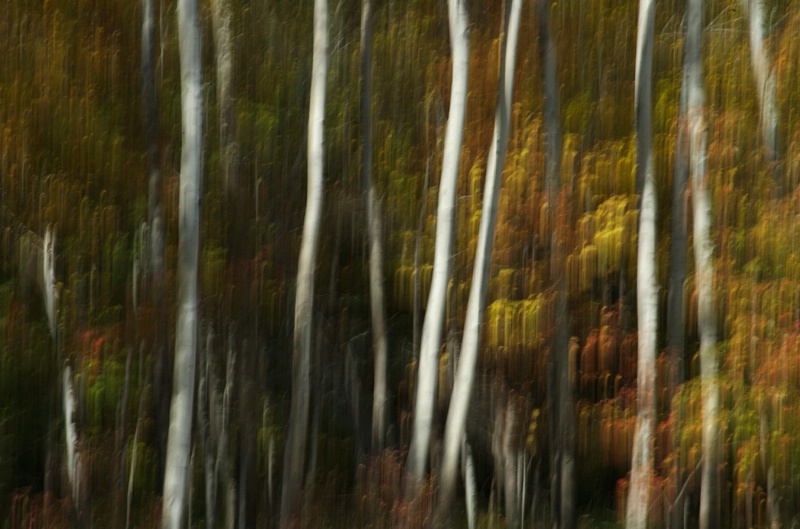 blurred birches