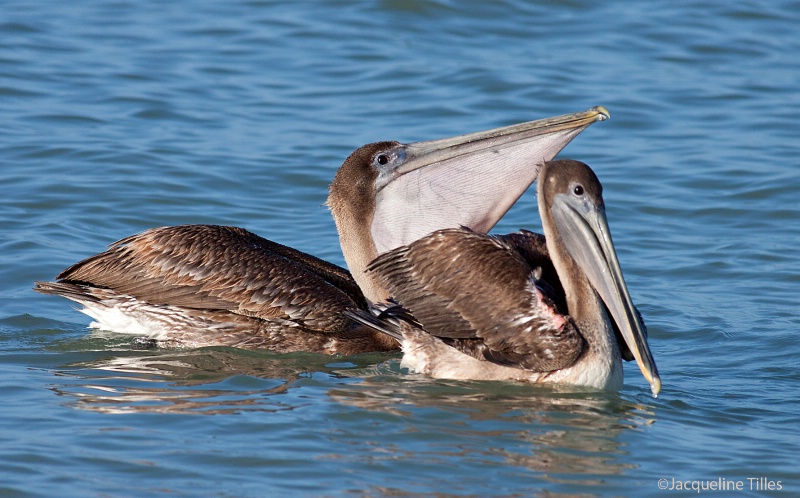 Juvenile Brown Pelicans
