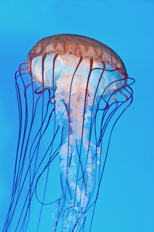 Boston Jellyfish