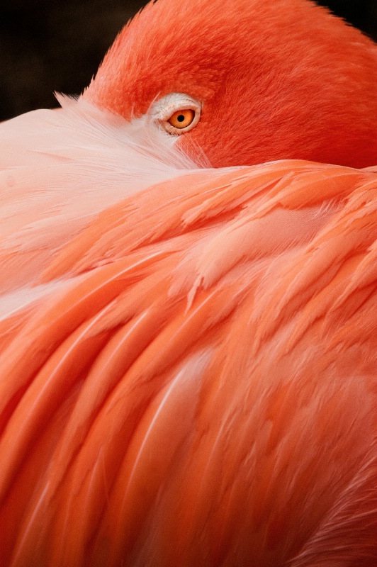 Vertical Flamingo