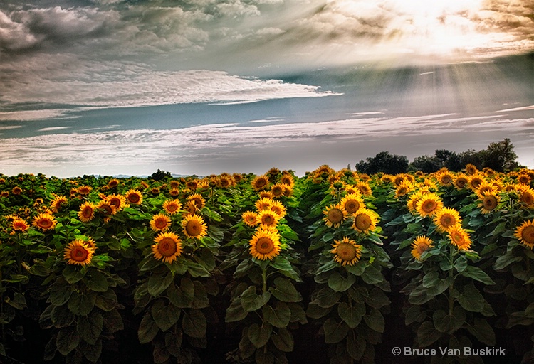 God Rays on Sunflowers