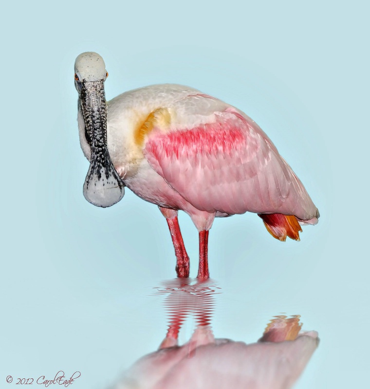 Spoonbill Reflecting