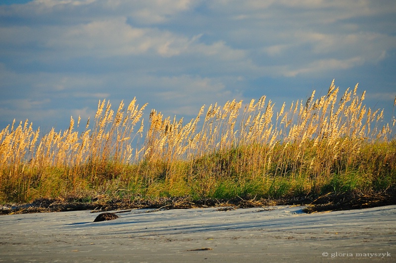 Sea Oats on the beach, Beaufort, S Carolina, USA