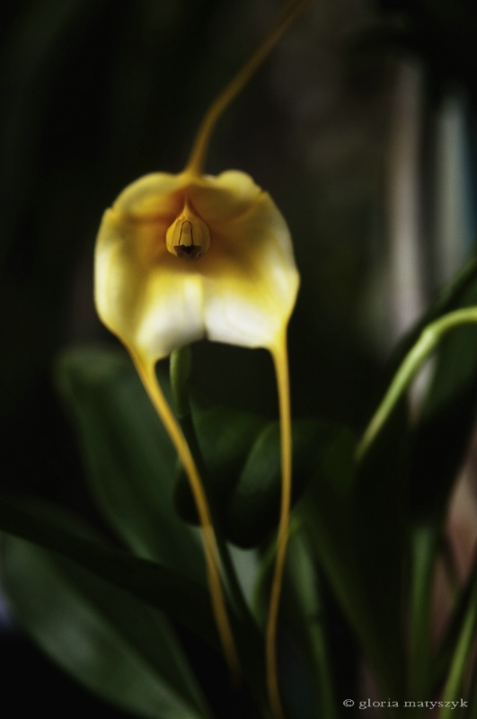 Orchid, Sunken Gardens, St. Petersburg, FL