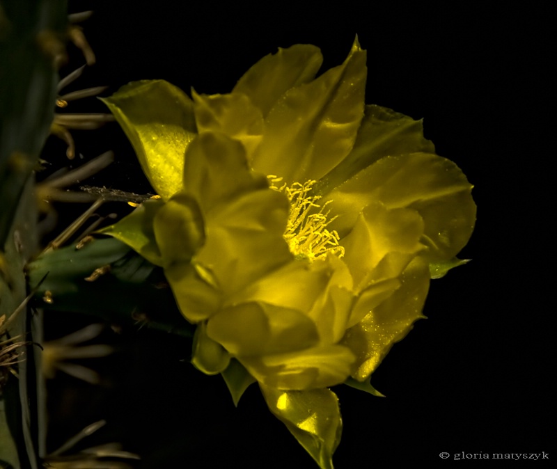 Sunlight on a cactus flower, California