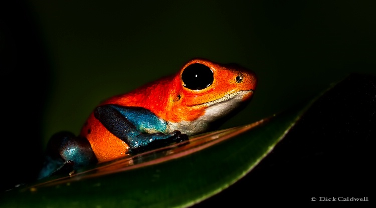 Orange tree frog