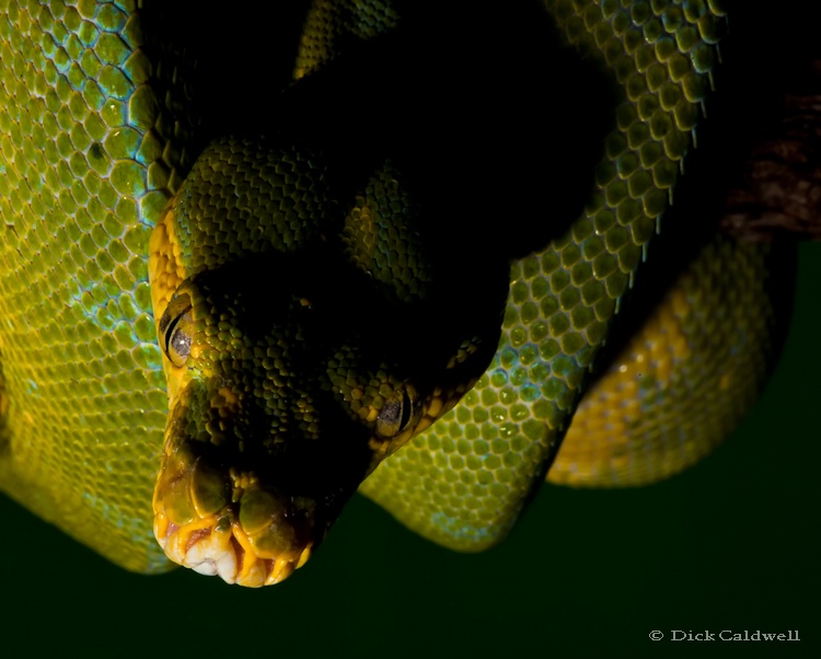 Green ball python