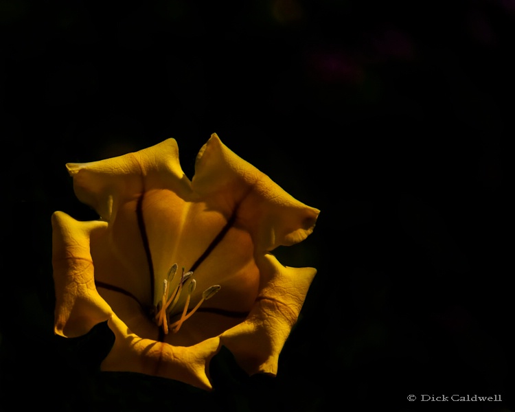 Yellow single flower,Sunken Gardens,St. Petersburg