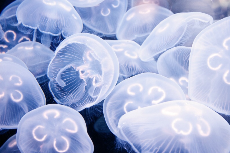 Lots of Jellyfish