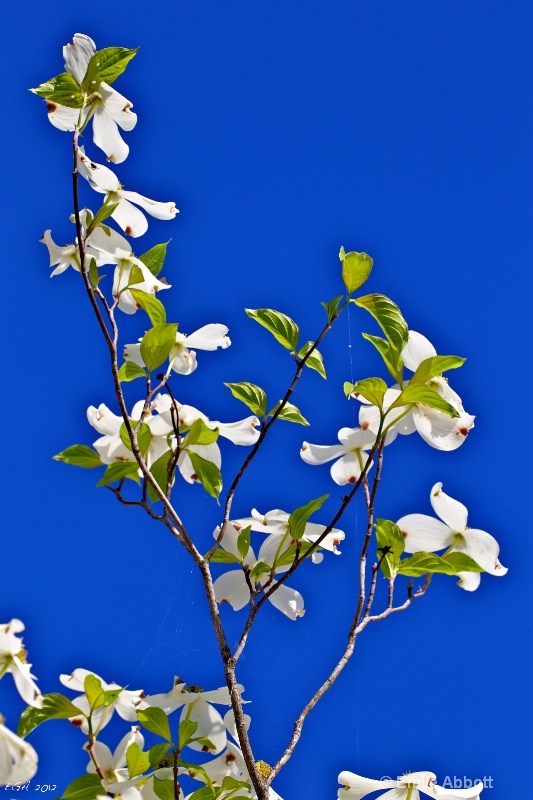 Dogwoods "Reaching for the Sky