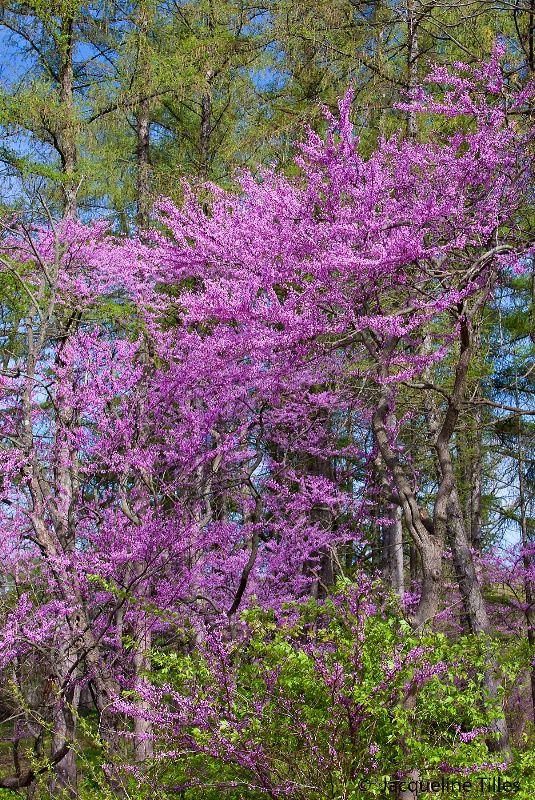 Wild Spring Collage