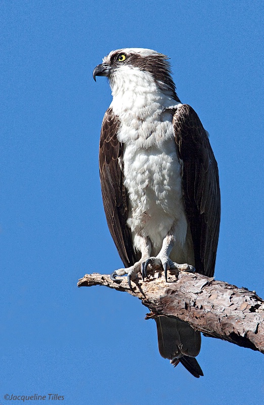 Male Osprey 