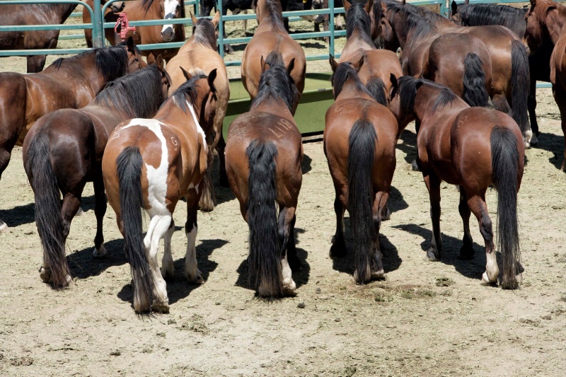 Buckin Horses