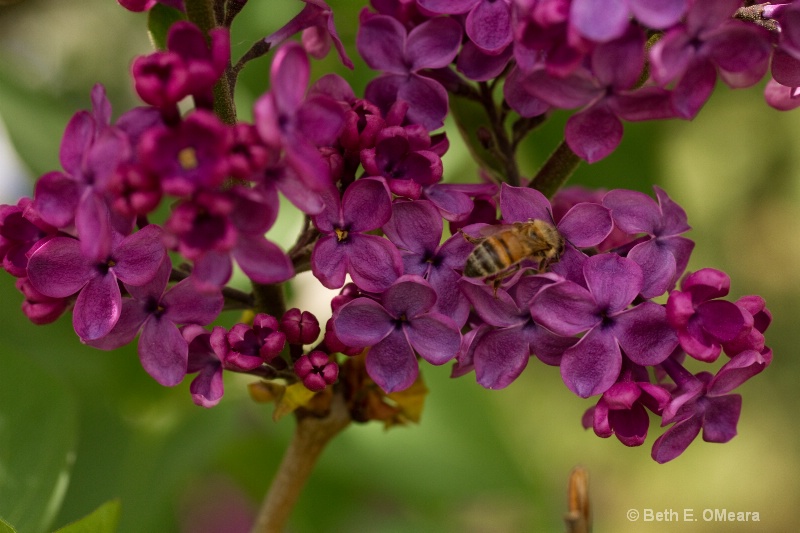 Lilacs for Lunch