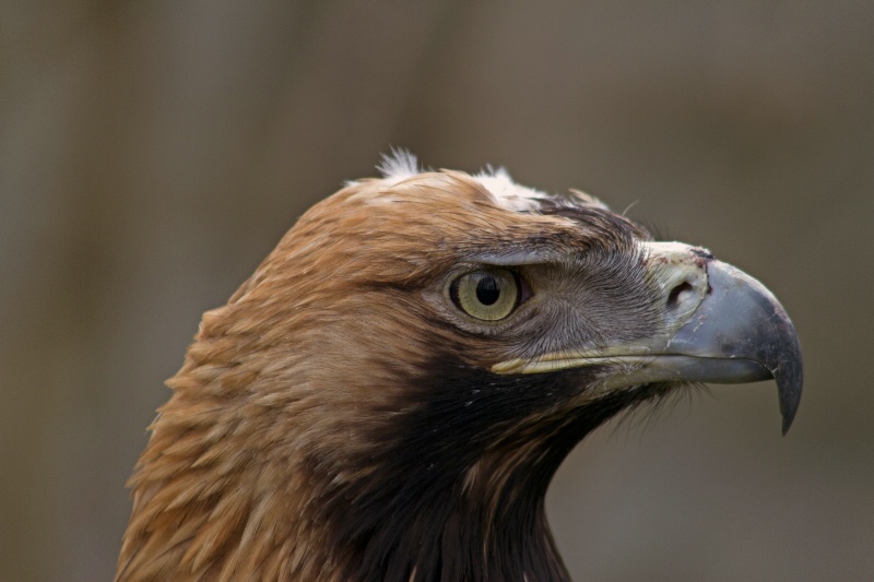 angry eagle