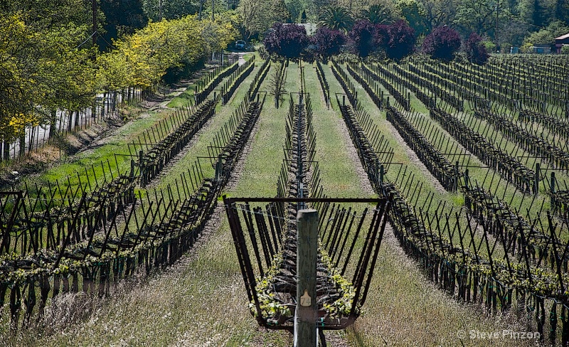 Spring vineyard symmetry