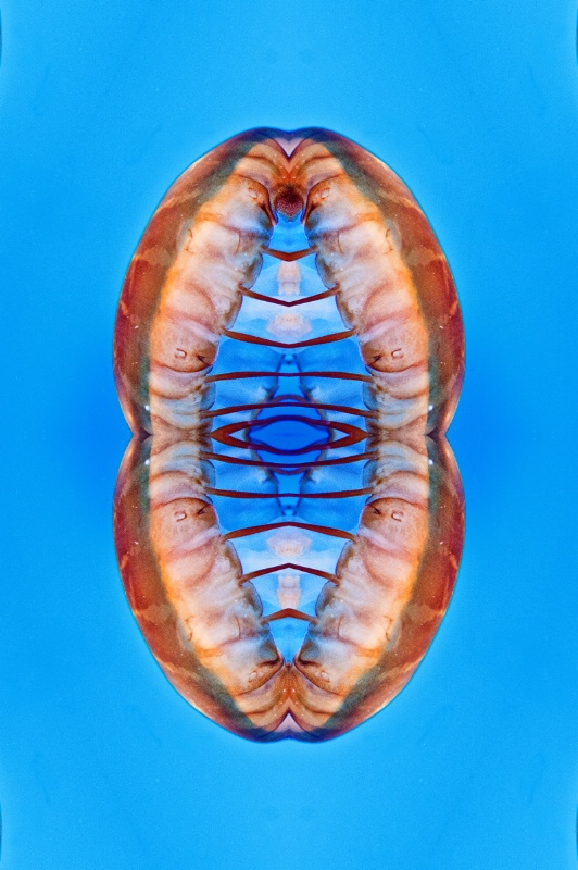 Jellyfish in Boston--Kaleidoscope